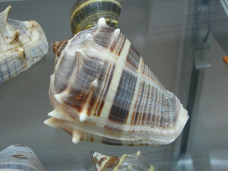 Melongena melongena, Nahaufnahme