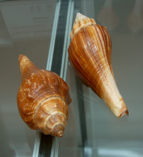 Hemifusus ternatanus, Nahaufnahme