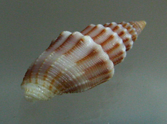 Vexillum exasperatum, Nahaufnahme