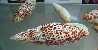 Mitra mitra, Nahaufnahme