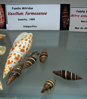 Vexillum formosense