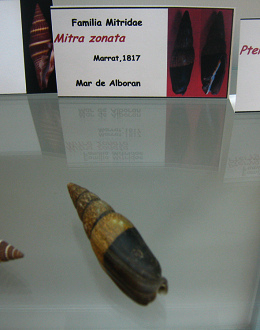 Mitra
                          zonata