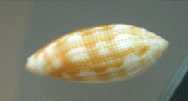 Pterygia crenulata, Nahaufnahme