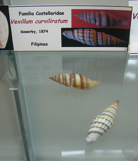 Vexillum curviliratum