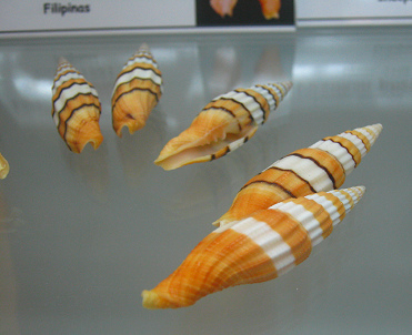 Vexillum regina filiareginae,
                          Nahaufnahme