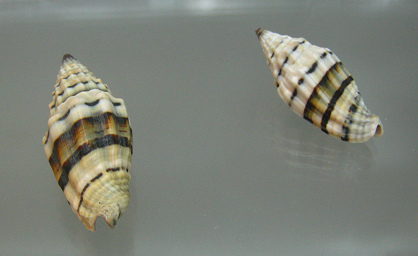 Vexillum plicarium, Nahaufnahme