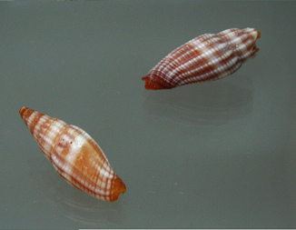 Vexillum sculptile, Nahaufnahme