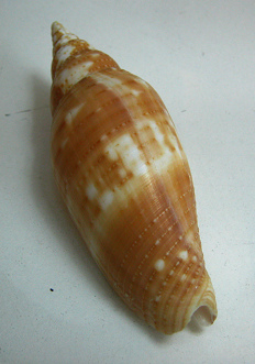 Mitra helenae, Nahaufnahme