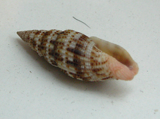 Vexillum acupictum, Nahaufnahme
