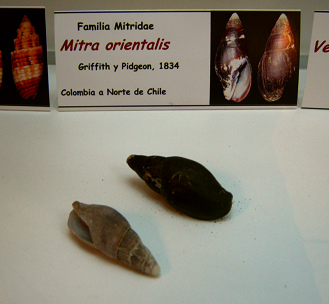 Mitra orientalis