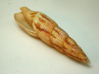 Mitra incompta, Nahaufnahme