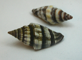 Vexillum rugosum, Nahaufnahme