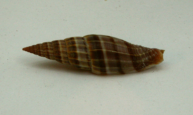 Vexillum lyratum, Nahaufnahme