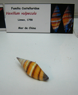 Vexillum vulpecula