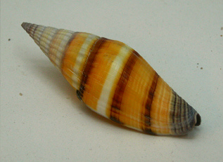 Vexillum vulpecula, Nahaufnahme