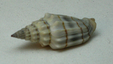 Vexillum gruneri, Nahaufnahme