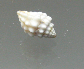 Vexillum cacellaroides, Nahaufnahme