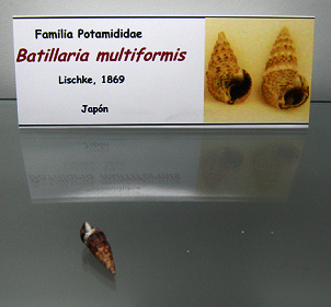 Batillaria multiformis