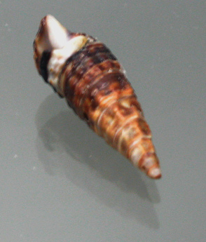 Batillaria multiformis, Nahaufnahme