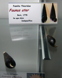 Faunus
                          ater