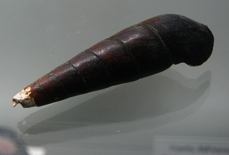 Faunus ater, Nahaufnahme