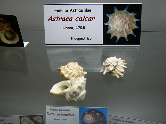 Astraea calcar