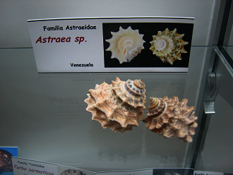 Astraea
                          sp