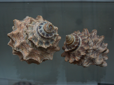 Astraea sp, Nahaufnahme