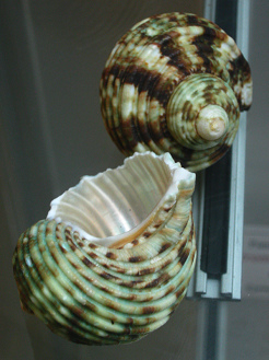 Turbo perspeciosus, Nahaufnahme