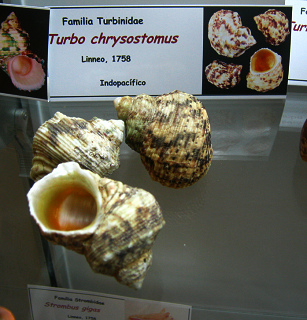 Turbo chrysostomus
