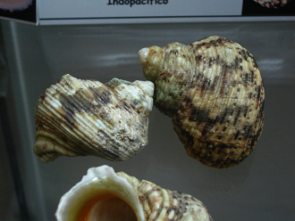 Turbo chrysostomus, Nahaufnahme