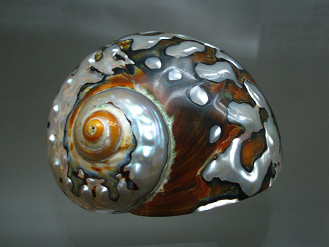 Turbo sarmaticus, Nahaufnahme