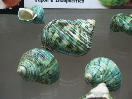 Turbo stenogyrus, Nahaufnahme