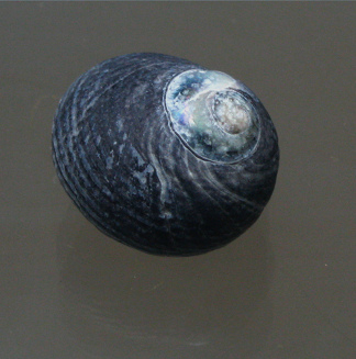 Prisogasater niger, Nahaufnahme