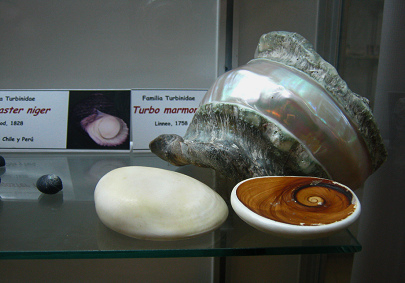 Turbo marmoratus, Totale