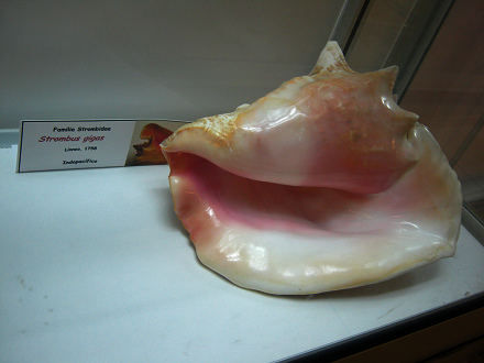 Strombus gigas 05