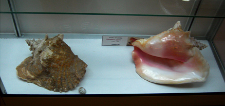 Strombus gigas 06, Totale