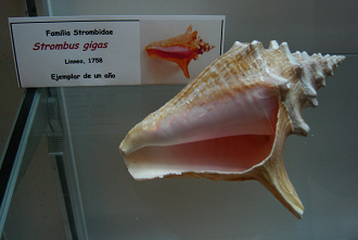 Strombus gigas 01