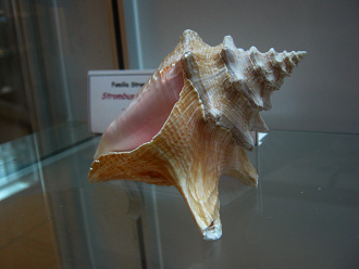 Strombus gigas, Nahaufnahme 02