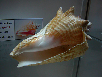 Strombus gigas, Nahaufnahme 03