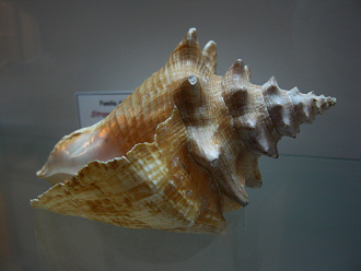 Strombus gigas, Nahaufnahme 04