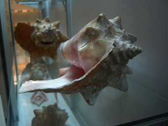 Strombus gigas, Nahaufnahme 08