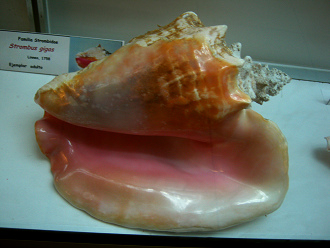 Strombus gigas, Nahaufnahme 09