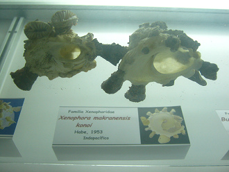 Xenophora makranensis konoi,
                                  vista de bajo