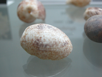 Bulla ampulla, primer plano