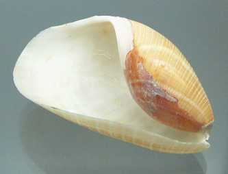 Scaphander lignarius, primer plano