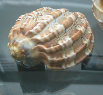 Harpa major, primer plano 01