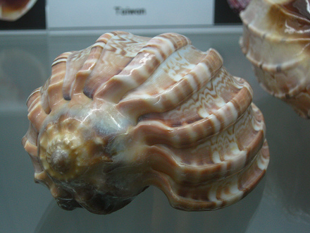 Harpa major, primer plano 02