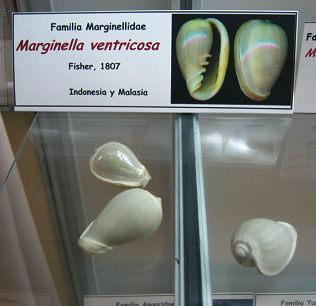 Marginella ventricosa