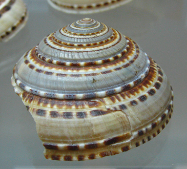 Architectonica trochlearis, primer plano